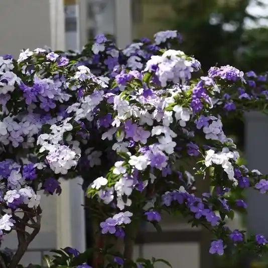 Purple Brunfelsia Pauciflora Flower seeds for Planting Cottage Garden Essential, Heirloom & GMO Free Seeds for Home Garden vegetable and garden seeds