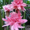 Pink Torch Ginger Flower seeds for Planting Pollinator Friendly, Heirloom & GMO Free Seeds for Home Garden seeds for planting