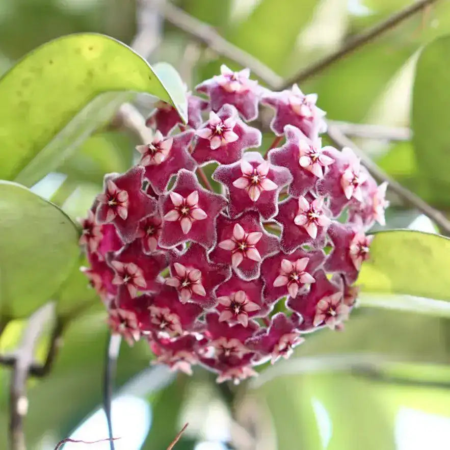 Premium Wax Flower seeds for Planting Cut Flower Favorite, Heirloom & GMO Free Seeds for Home Garden seeds