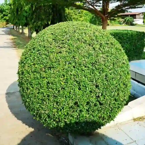 Buxus Sempervirens Flower seeds for Planting Vibrant Colors, Heirloom & GMO Free Seeds for Home Garden seeds for planting