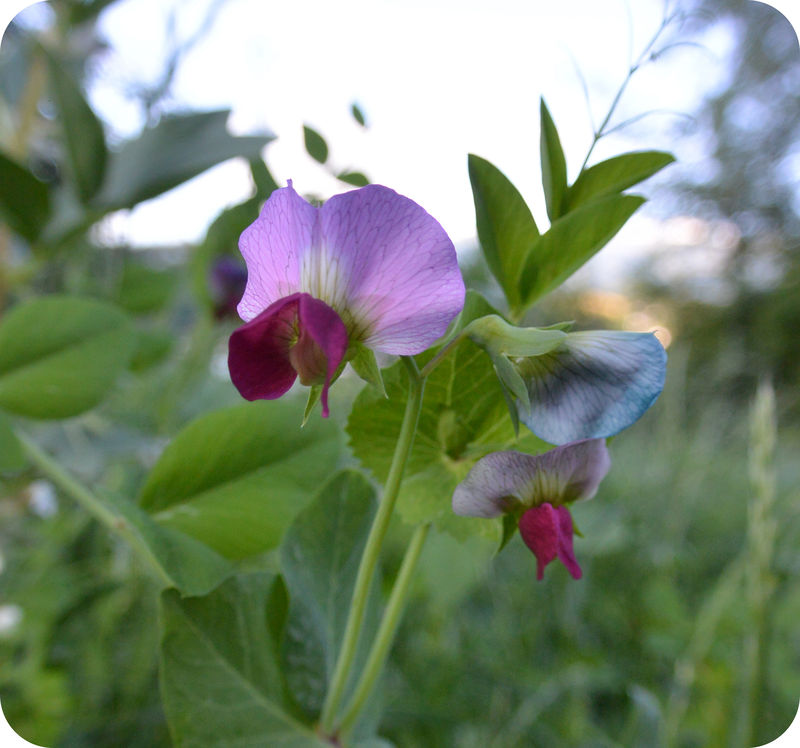 Pisum Sativum Flower seeds for Planting Low Maintenance, Heirloom & GMO Free Seeds for Home Garden seeds for planting