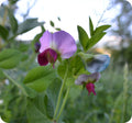 Pisum Sativum Flower seeds for Planting Low Maintenance, Heirloom & GMO Free Seeds for Home Garden seeds for planting