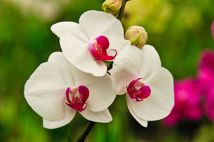 Premium Pink Red Dendrobium Flower seeds for Planting Drought Tolerant, Heirloom & GMO Free Seeds for Home Garden seeds