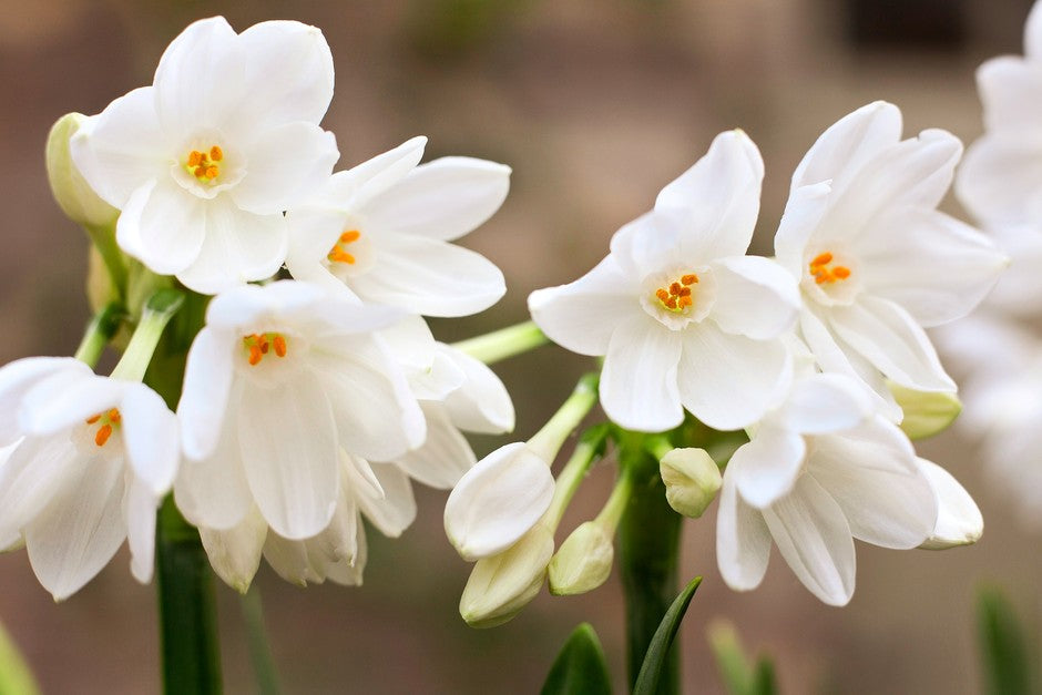 Cream Narcissus Flower seeds for Planting Sun Loving, Heirloom & GMO Free Seeds for Home Garden seeds for planting