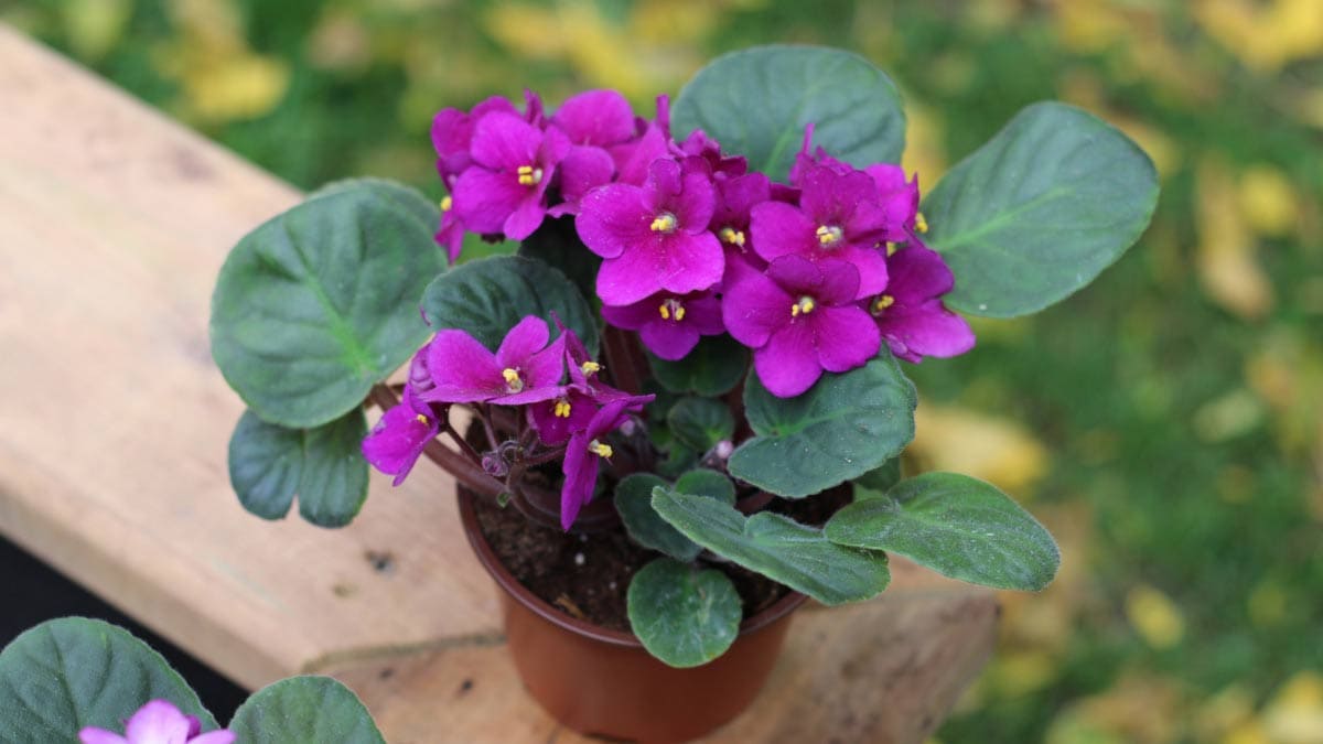 African Violets Flower seeds for Planting Cut Flower Favorite, Heirloom & GMO Free Seeds for Home Garden vegetable and garden seeds