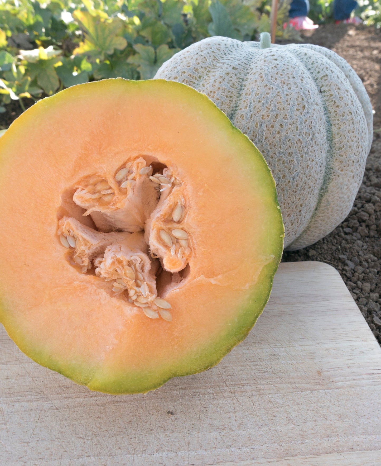Iroquois Cantaloupe Melon (Cucumis melo) Fruit Seeds