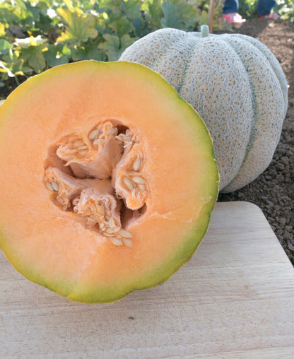 Iroquois Cantaloupe Melon (Cucumis melo) Fruit Seeds