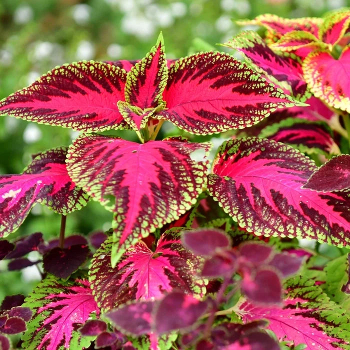 Premium Coleus Flower seeds for Planting Pollinator Friendly, Heirloom & GMO Free Seeds for Home Garden seeds