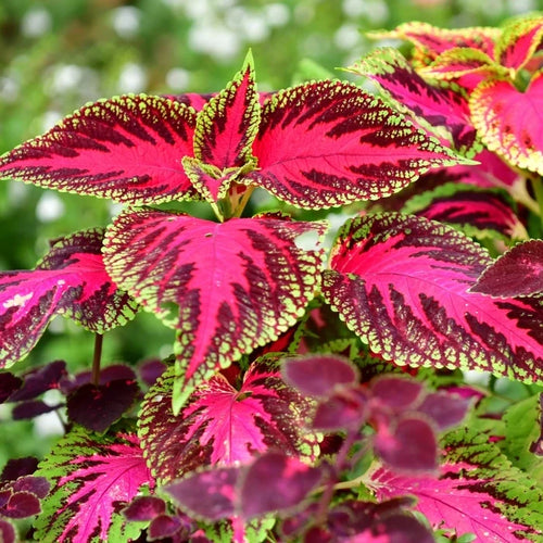 Premium Coleus Flower seeds for Planting Pollinator Friendly, Heirloom & GMO Free Seeds for Home Garden seeds