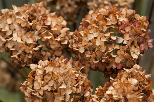 Brown Hydrangea Flower seeds for Planting Seasonal Bloomer, Heirloom & GMO Free Seeds for Home Garden seeds for planting
