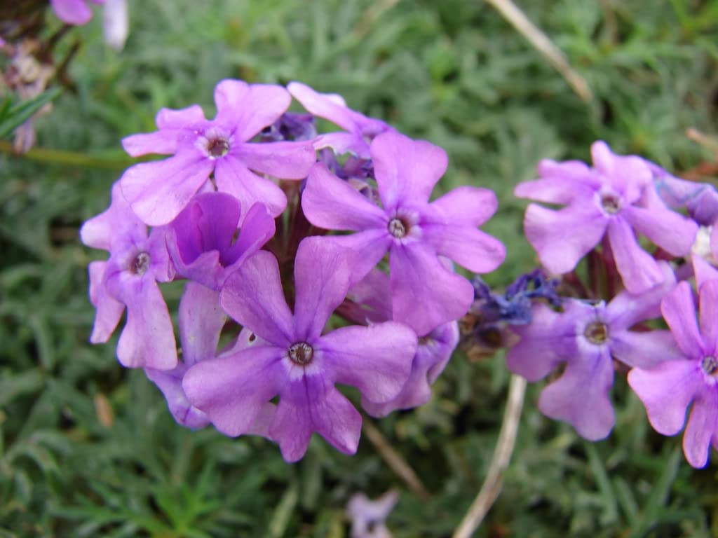 Verbena Chokecherry Flower seeds for Planting Seasonal Bloomer Heirloom & GMO Free Seeds for Home Garden