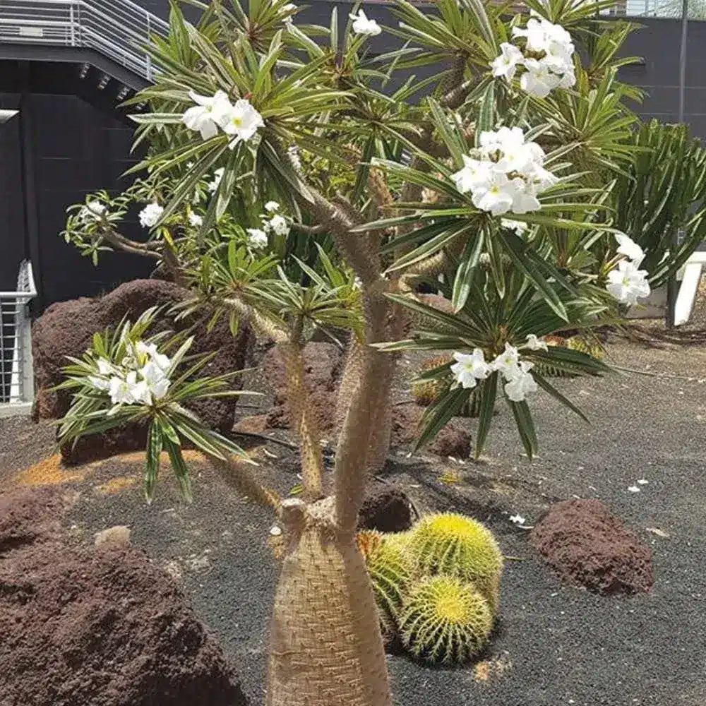 White Pachypodium Lamerei Flower seeds for Planting Garden Favorite, Heirloom & GMO Free Seeds for Home Garden vegetable and garden seeds