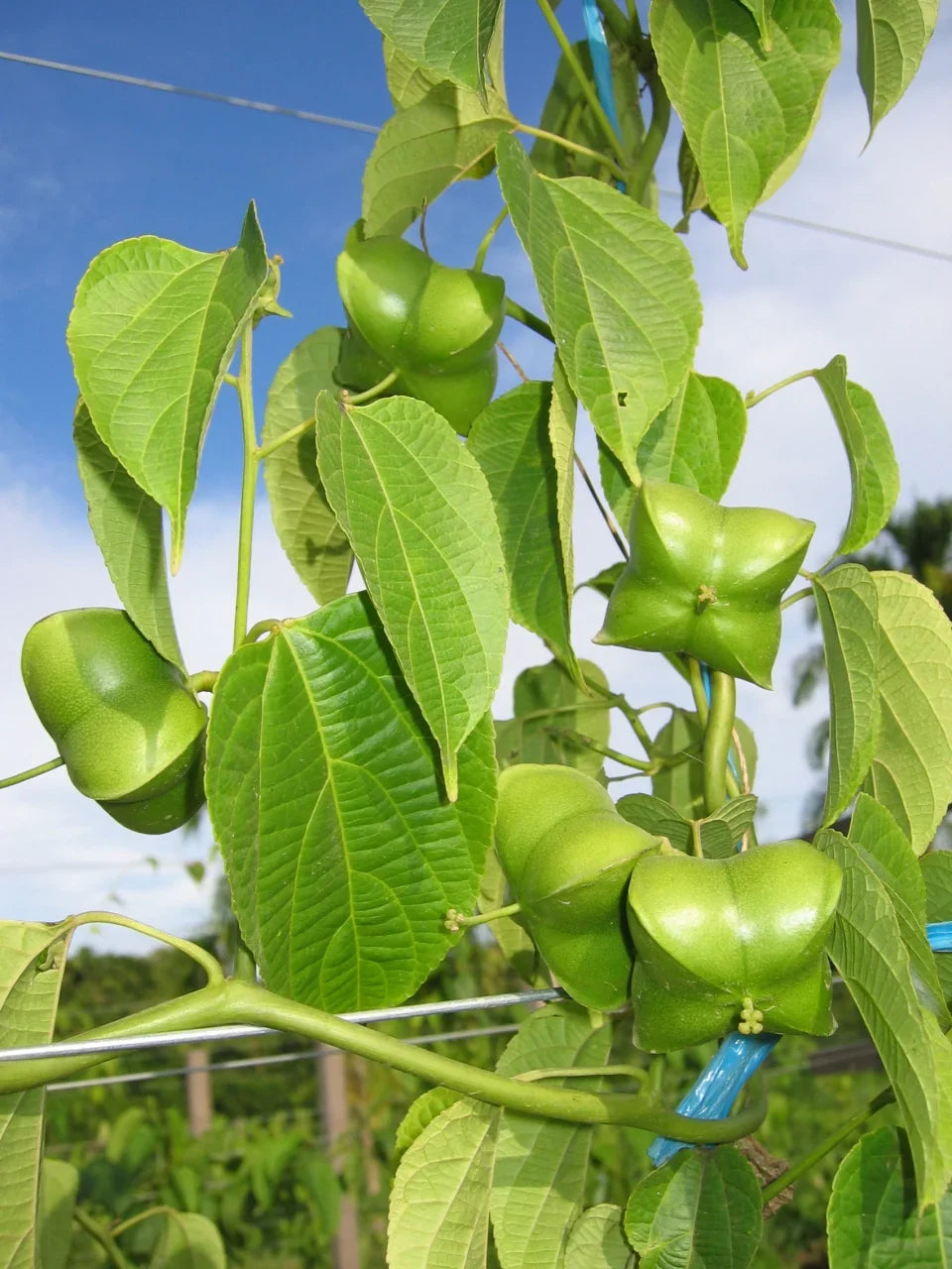 Plukenetia Flower seeds for Planting Colorful Display Heirloom & GMO Free Seeds for Home Garden