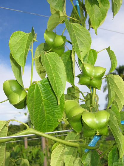 Plukenetia Flower seeds for Planting Colorful Display Heirloom & GMO Free Seeds for Home Garden