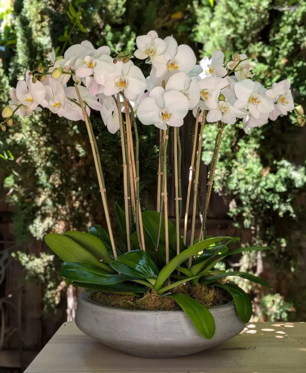 Premium White Brown Phalaenopsis Orchid Seeds Flower seeds for Planting Garden Favorite, Heirloom & GMO Free Seeds for Home Garden seeds