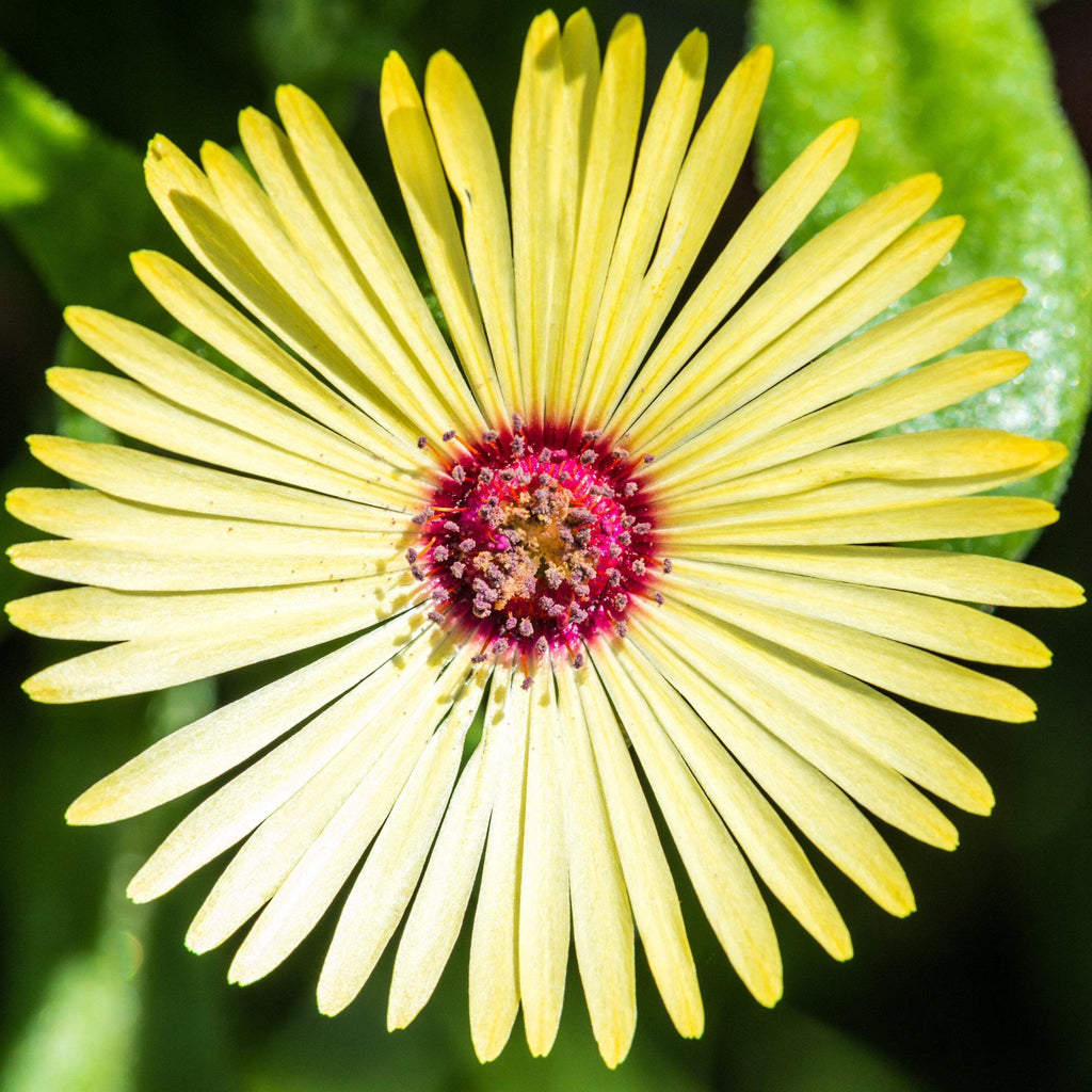 Yellow Red Ice Flower seeds for Planting Hardy Variety, Heirloom & GMO Free Seeds for Home Garden seeds for planting