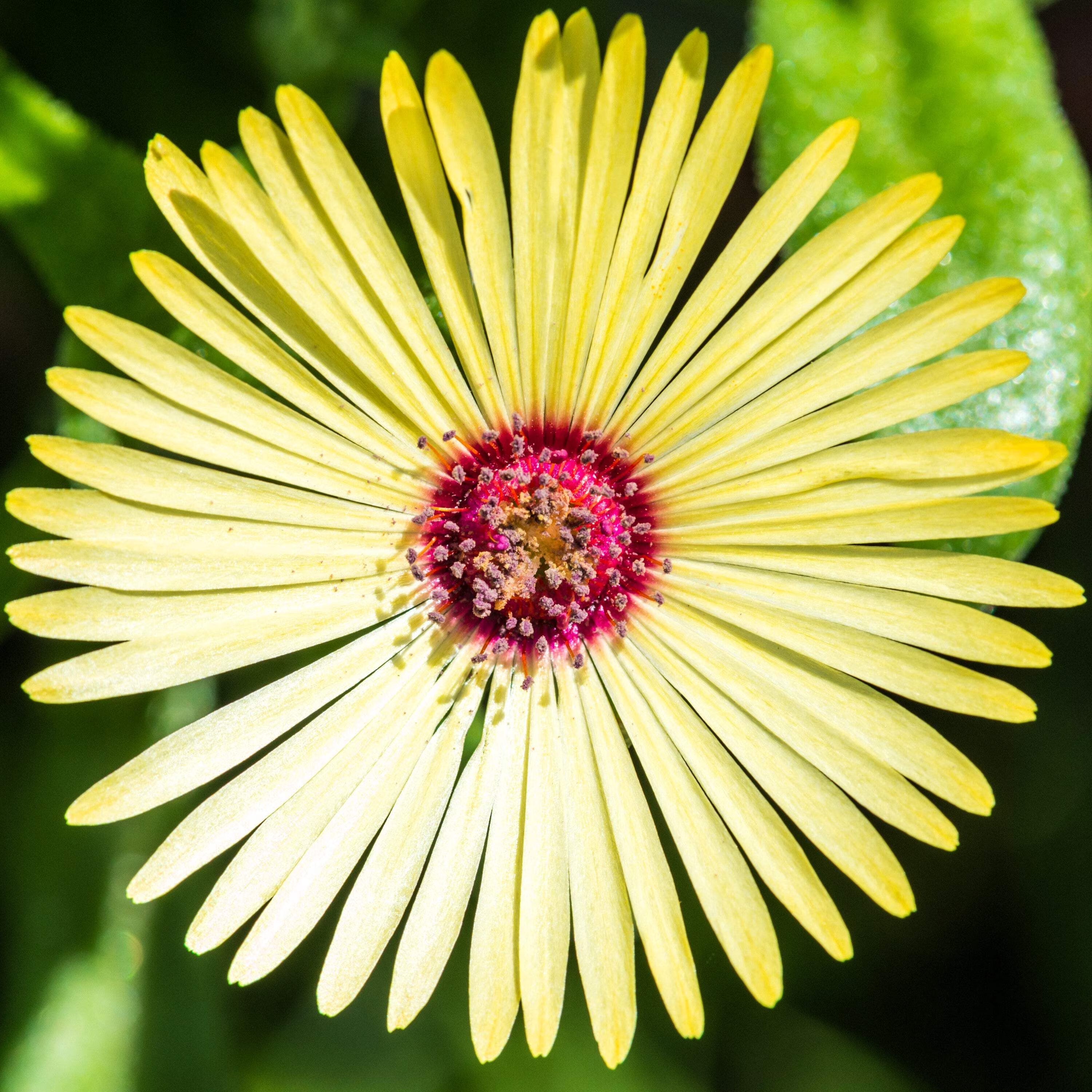 Yellow Red Ice Flower seeds for Planting Hardy Variety, Heirloom & GMO Free Seeds for Home Garden seeds for planting