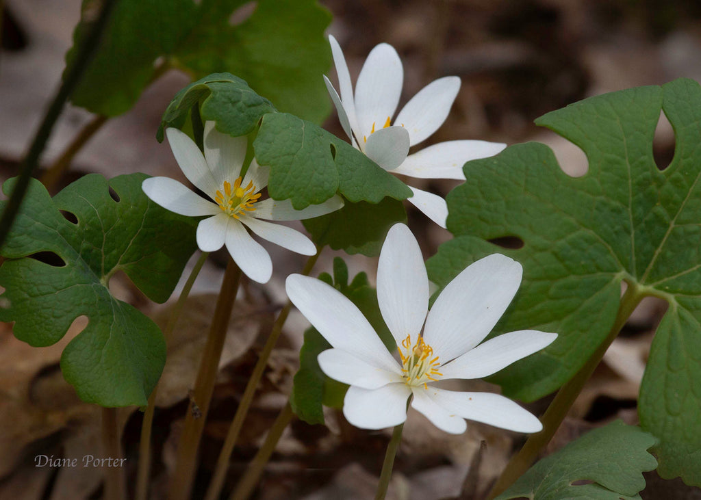 White Sanguinaria Flower seeds for Planting Drought Tolerant, Heirloom & GMO Free Seeds for Home Garden vegetable and garden seeds