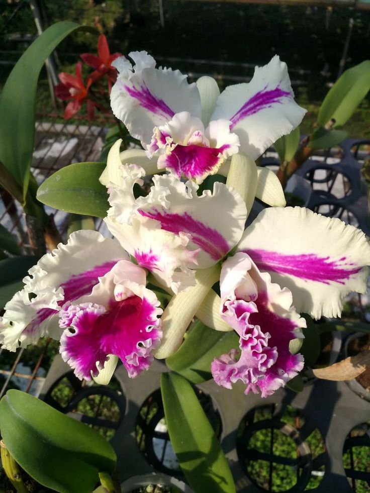 Premium Pink Cattleya Flower seeds for Planting Shade Tolerant, Heirloom & GMO Free Seeds for Home Garden seeds