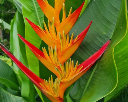 False Bird of Paradise Flower seeds for Planting Colorful Display Heirloom & GMO Free Seeds for Home Garden