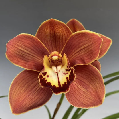 Cymbidium Flower seeds for Planting - Cut Flower Favorite, Heirloom & GMO Free Seeds for Home Garden