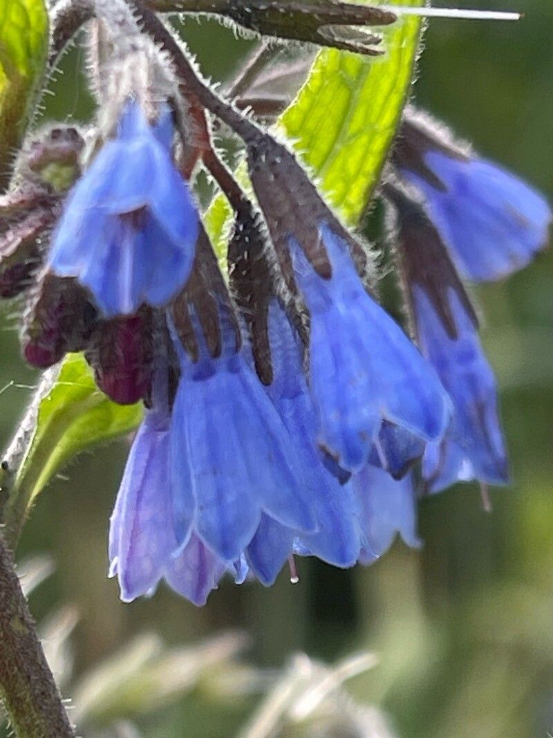 Premium Violet Symphytum Flower seeds for Planting Drought Tolerant, Heirloom & GMO Free Seeds for Home Garden seeds
