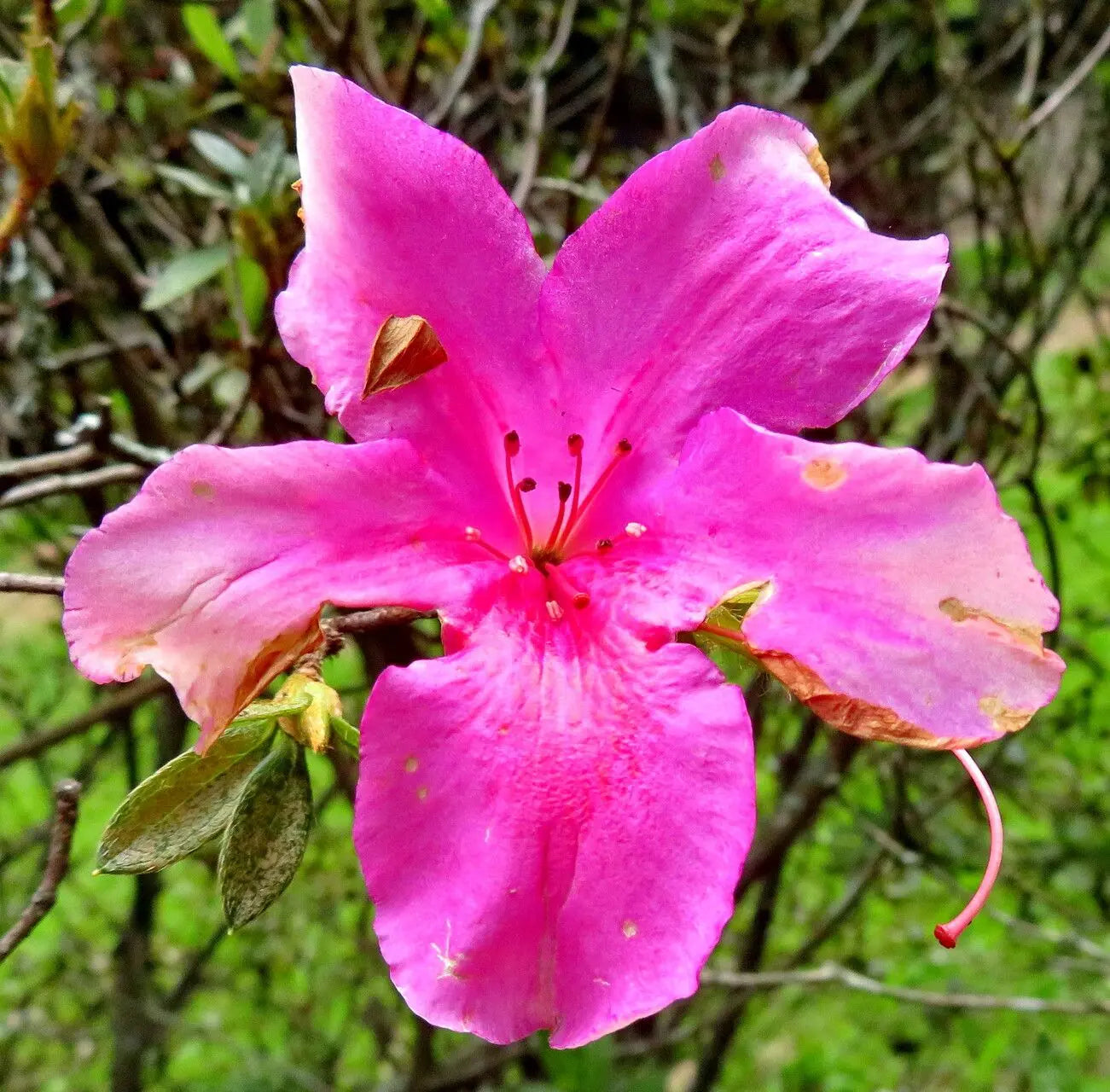 Multi Colored Azalea Flower seeds for Planting Vibrant Colors, Heirloom & GMO Free Seeds for Home Garden vegetable and garden seeds