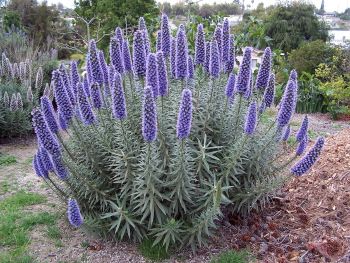 Blue Fastuosum Flower seeds for Planting Easy to Grow, Heirloom & GMO Free Seeds for Home Garden vegetable and garden seeds