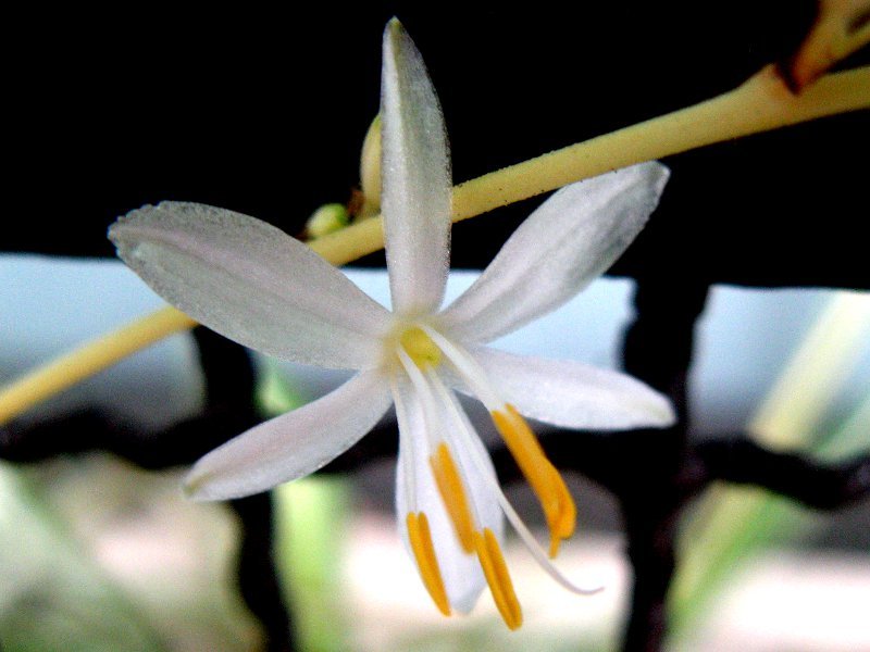 Heirloom Chlorophytum Flower seeds for Planting Cut Flower Favorite Heirloom & GMO Free Seeds for Home Garden