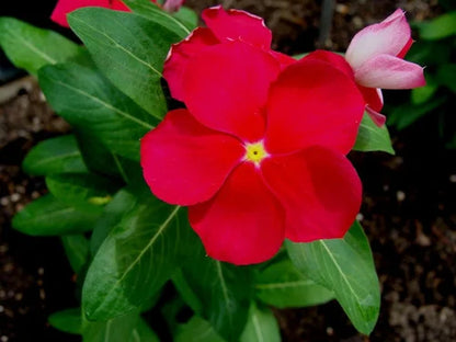 Heirloom Catharanthus Flower seeds for Planting Seasonal Bloomer Heirloom & GMO Free Seeds for Home Garden