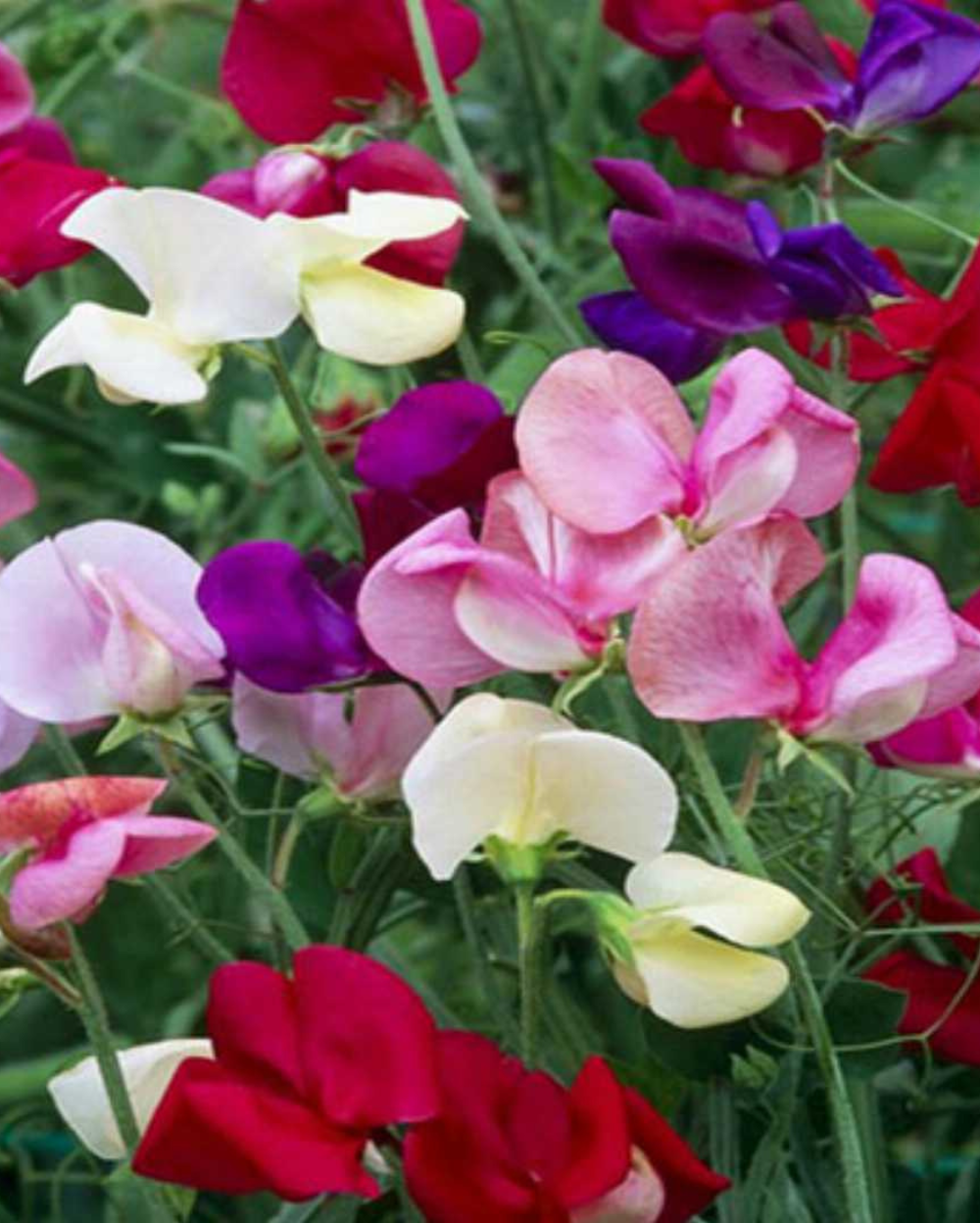 Premium Odoratus Flower seeds for Planting Drought Tolerant, Heirloom & GMO Free Seeds for Home Garden seeds