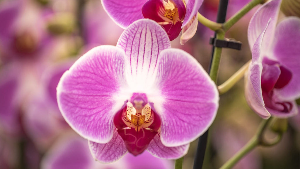 Butterfly Orchid Flower seeds for Planting Cut Flower Favorite, Heirloom & GMO Free Seeds for Home Garden vegetable and garden seeds