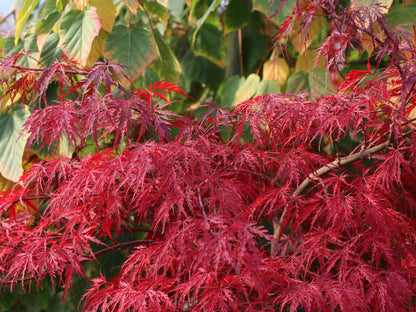 Ahorn Tree Seeds: Unique Options For Planting