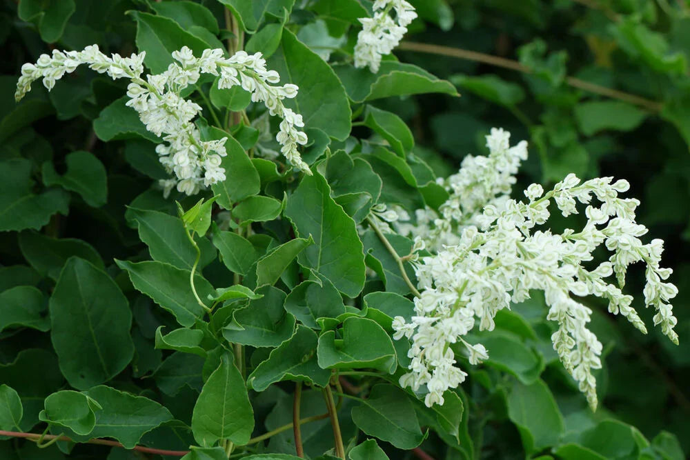 Premium Fallopia Multiflora Flower seeds for Planting Low Maintenance, Heirloom & GMO Free Seeds for Home Garden seeds