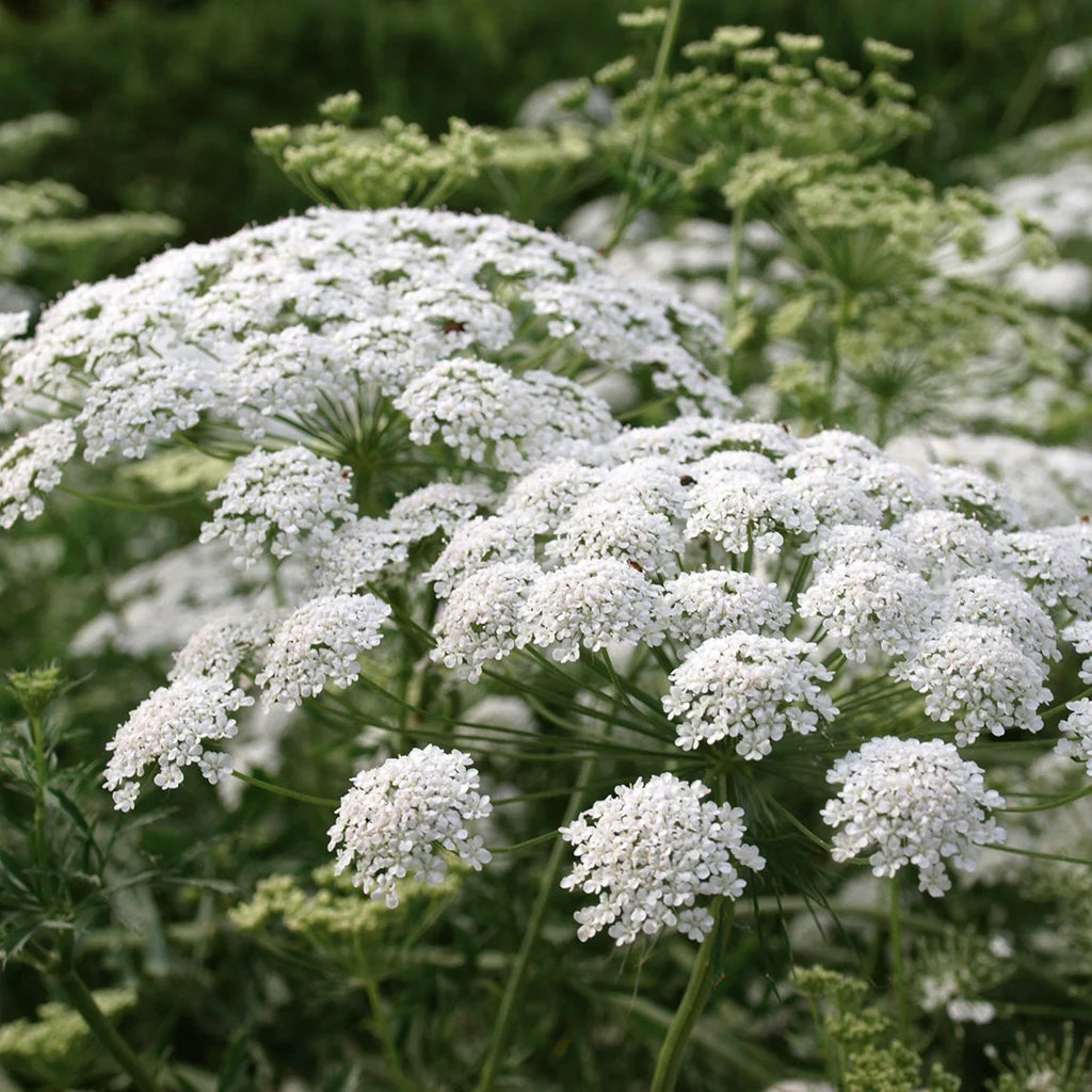 Premium Lace Flower seeds for Planting Pollinator Friendly, Heirloom & GMO Free Seeds for Home Garden seeds