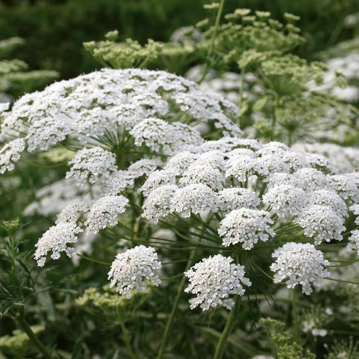 Premium Lace Flower seeds for Planting Pollinator Friendly, Heirloom & GMO Free Seeds for Home Garden seeds