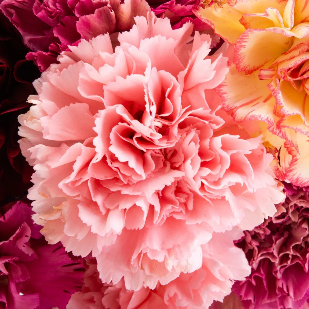 Carnation Flower seeds for Planting Seasonal Bloomer Heirloom & GMO Free Seeds for Home Garden