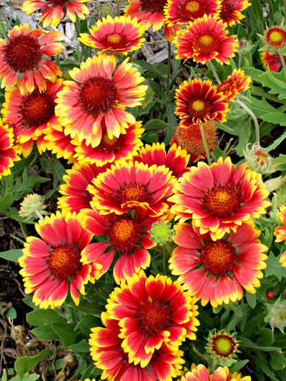 Heirloom Gaillardia Flower seeds for Planting Cottage Garden Essential Heirloom & GMO Free Seeds for Home Garden