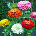 Mixed Helichrysum Flower seeds for Planting Long Bloom Season, Heirloom & GMO Free Seeds for Home Garden seeds for planting
