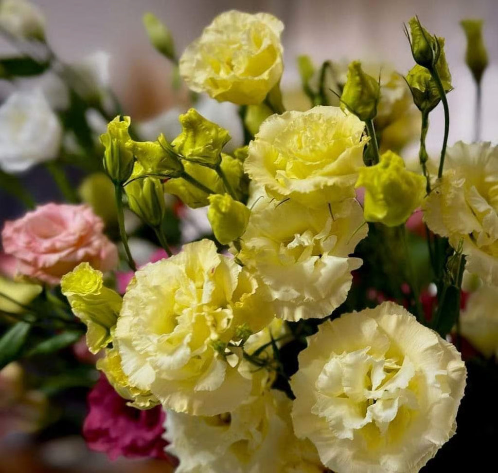 Yellow Lisianthus Flower seeds for Planting Cottage Garden Essential, Heirloom & GMO Free Seeds for Home Garden vegetable and garden seeds