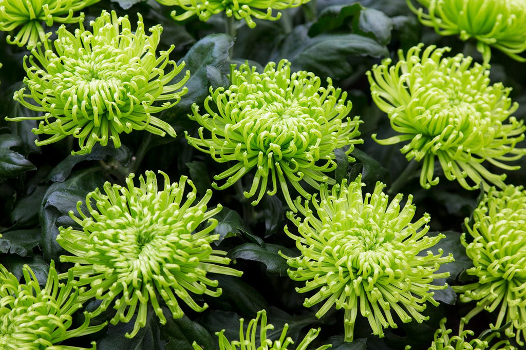 Green Chrysanthemum Flower seeds for Planting Drought Tolerant, Heirloom & GMO Free Seeds for Home Garden vegetable and garden seeds