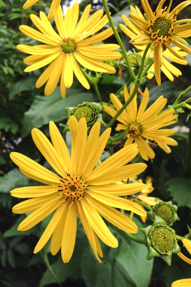 Premium Yellow Silphium Perfoliatum Flower seeds for Planting Shade Tolerant, Heirloom & GMO Free Seeds for Home Garden seeds