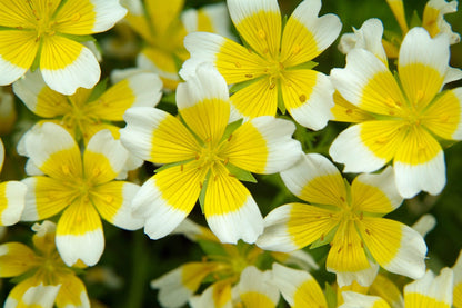 Heirloom Limnanthes Douglasii Flower seeds for Planting Garden Favorite Heirloom & GMO Free Seeds for Home Garden