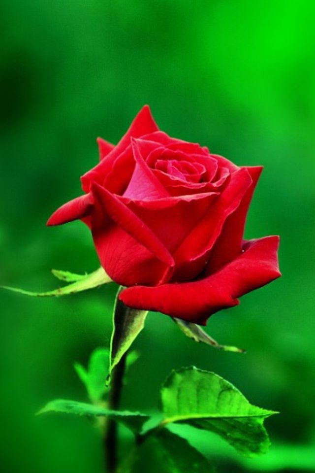 Premium Red Green Rose Flower seeds for Planting Shade Tolerant, Heirloom & GMO Free Seeds for Home Garden seeds