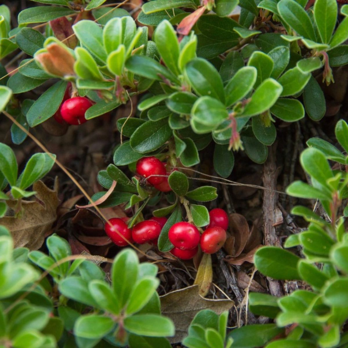 Bearberry Seeds for Groundcover Planting