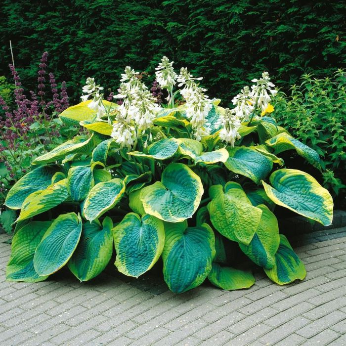 Hosta Plantain Flower seeds for Planting Wildflower Mix Heirloom & GMO Free Seeds for Home Garden
