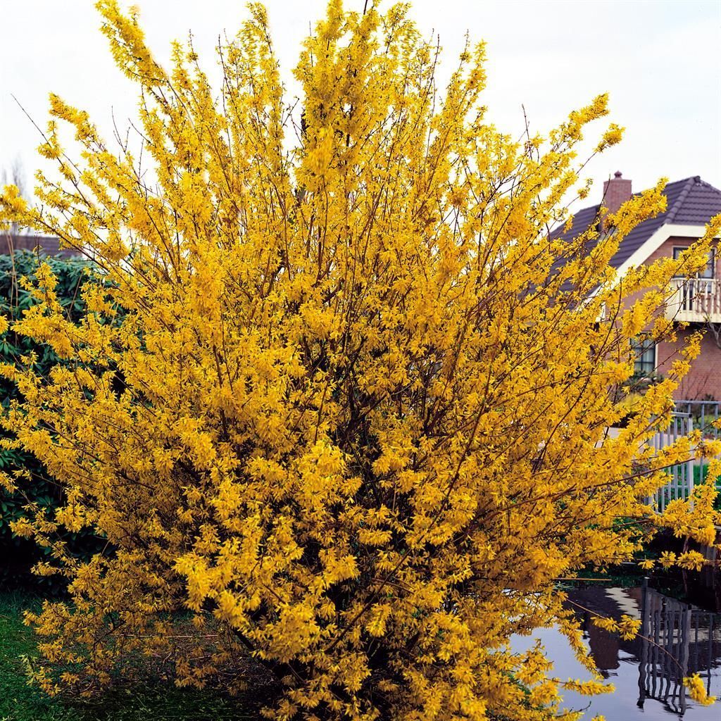 Trifoliate Forsythia Flower seeds for Planting - Sun Loving, Heirloom & GMO Free Seeds for Home Garden