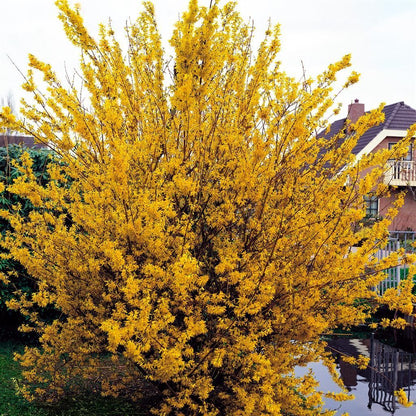 Trifoliate Forsythia Flower seeds for Planting - Sun Loving, Heirloom & GMO Free Seeds for Home Garden