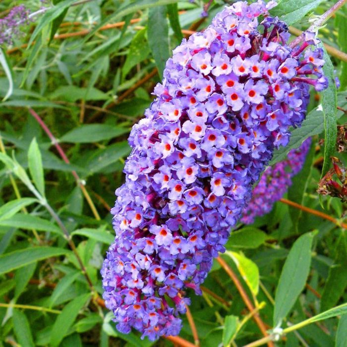Bush Flower seeds for Planting Long Bloom Season Heirloom & GMO Free Seeds for Home Garden