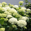 Seaside Serenade Bar Harbor Hydrangea Flower seeds for Planting Fragrant Blossoms, Heirloom & GMO Free Seeds for Home Garden seeds for planting